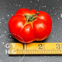 Load image into Gallery viewer, Nostrano Grasso size comparison showing average size 2.5"-3" in diameter