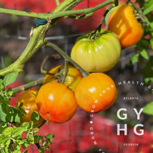 Load image into Gallery viewer, Orange Orangutan Tomato slicing Variety growing hydroponically on vine