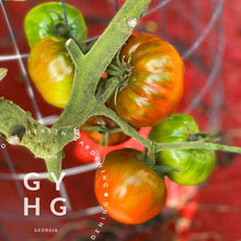 Load image into Gallery viewer, Paul Robeson Tomato growing on the vine in hydroponic system
