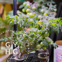 Load image into Gallery viewer, Pigmy Micro Dwarf Cherry Tomato Hydroponic Seeds (Rare)
