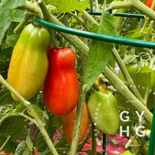 Load image into Gallery viewer, San Marzano Roma Tomato Growing on the Vine