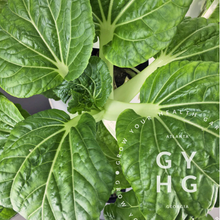 Load image into Gallery viewer, Bok Choy grows quickly and is so much better fresh than from the store!