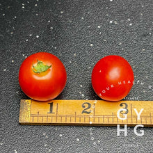Load image into Gallery viewer, Snegirok Micro Dwarf Cherry Tomato Size Comparison