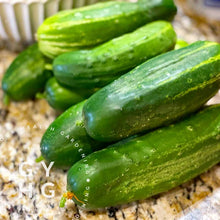 Load image into Gallery viewer, Space Master 80 Cucumber Seeds (Great for Pickling!) Hydroponic-Adapted