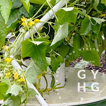 Load image into Gallery viewer, Space Master 80 Cucumber Seeds (Great for Pickling!) Hydroponic-Adapted