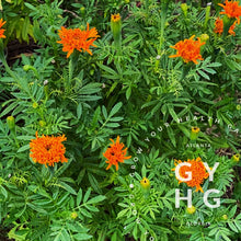 Load image into Gallery viewer, Spun Orange Marigold Flower seeds - Example of plant
