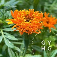 Load image into Gallery viewer, Spun Orange Marigold Flower Seeds for Sale