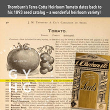Load image into Gallery viewer, Thornburns Terra Cotta Heirloom Tomato dates bak to his 1893 seed catalog -- a wonderful heirloom variety that's over 129 years old!