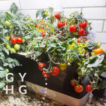 Load image into Gallery viewer, Tom Thumb Micro Dwarf Cherry Tomato Hydroponic Seeds (Rare)