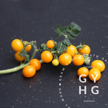 Load image into Gallery viewer, Venus Microdwarf Yellow Dwarf Cherry Tomato