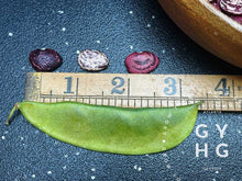 Load image into Gallery viewer, Violet's Multi-colored Butterbean Lima bean Size Comparison