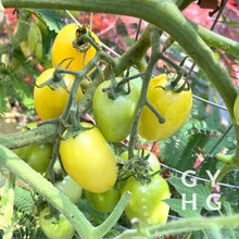 Load image into Gallery viewer, Cream Sausage (aka: Banana Cream) is a Tom Wagner Variety growing on the vine