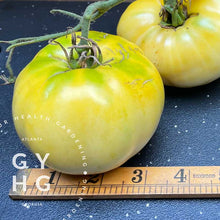 Load image into Gallery viewer, Size comparison of White Beauty tomato