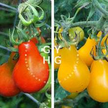 Load image into Gallery viewer, Yellow and Red Fig Pear Heirloom Cherry Tomato Seed Collections