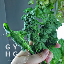 Load image into Gallery viewer, Arugula Greens Heirloom Hydroponic Seeds