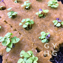 Load image into Gallery viewer, Genovese Italian Sweet Basil seed for sale that is growing as seedlings in Rockwool