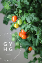 Load image into Gallery viewer, Birdie Rouge Microdwarf Tomato Seeds for Sale Hydroponic Adapted on Plant