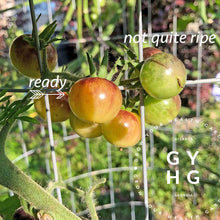 Load image into Gallery viewer, Blue Cream Berries Cherry Tomato