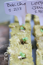 Load image into Gallery viewer, Bok Choy Seedlings in Rockwool