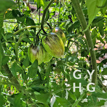 Load image into Gallery viewer, Brad's Atomic Grape Cherry Tomato Hydroponic Seeds