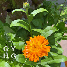 Load image into Gallery viewer, Calendula medicinal flower plant seed for sale hydroponically and organic grown
