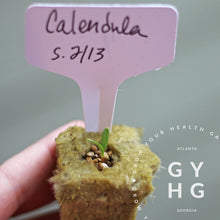 Load image into Gallery viewer, Calendula seedling emerging from rock wool to grow in a vertical hydroponic system like the Tower Garden