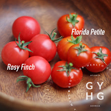 Load image into Gallery viewer, Rosy Finch Microdwarf Cherry Tomato compared to Florida Petite Microdwarf Cherry Tiny Tomatoes