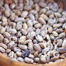 Load image into Gallery viewer, Dragon Tongue Heirloom Bush Beans Hydroponic Adapted Seed for Sale