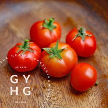 Load image into Gallery viewer, Florida Petite Microdwarf Cherry Tomato hydroponically adapted