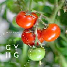 Load image into Gallery viewer, Florida Petite Micro Dwarf Tomato Variety Hydroponic adapted seed for sale on vine