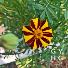 Load image into Gallery viewer, Marigold Blend Mix Herbs Heirloom Seeds