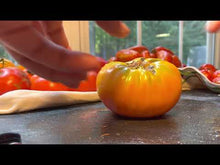Load and play video in Gallery viewer, Orange Orangutan Tomato sliced open to show seed vs pulp