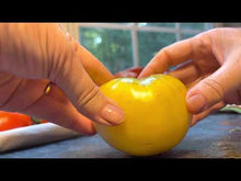 Load and play video in Gallery viewer, Video of slicing White Beauty Heirloom Tomato open