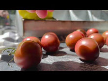Load and play video in Gallery viewer, Black Cherry Heirloom Tomato being sliced open to show seed vs meat ratio