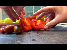 Load and play video in Gallery viewer, Hydroponic Charlie Chaplin Heirloom tomato seed for sale