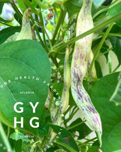 Load image into Gallery viewer, Dragon Tongue Hydroponic Adapted Heirloom Seed for Sale