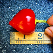 Load image into Gallery viewer, Kalugeritsa hot pepper size is 1.5" typically and Scoville level is similar to a jalapeño