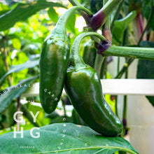 Load image into Gallery viewer, Jalapeño Hot Pepper Hydroponic Seeds