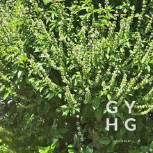 Load image into Gallery viewer, Mrs Burn's Heirloom Lemon Basil Herbs Hydroponic Seeds