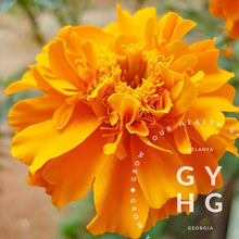 Load image into Gallery viewer, Marigold Blend Mix Herbs Heirloom Seeds