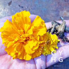 Load image into Gallery viewer, Marigold Blend Mix Herbs Heirloom Seeds