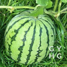 Load image into Gallery viewer, Merrimack Watermelon growing on the vine Very Rare Seed!