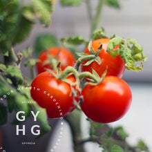 Load image into Gallery viewer, Little Mo Microdwarf Cherry Tomato on the vine Mohammed Seed for Sale