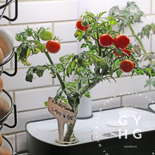 Load image into Gallery viewer, Example in Aerogarden of Little Mo Microdwarf Cherry Tomato seed for sale Mohammed Seed for Sale