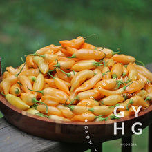 Load image into Gallery viewer, Big harvest of Sugar Rush Peach Peppers grown hydroponically in Georgia and seed for sale
