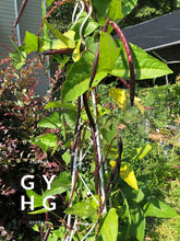 Load image into Gallery viewer, Pink-Eyed Purple Cowpeas Pole Beans Heirloom Seeds