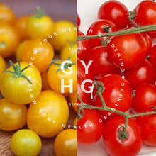 Load image into Gallery viewer, Regina Yellow and Red Combo Micro Dwarf Cherry Tomato Seed Collection (Rare)