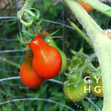 Load image into Gallery viewer, Red Fig Pear Cherry Tomato growing hydroponically on the vine in a hydroponic Bato bucket system