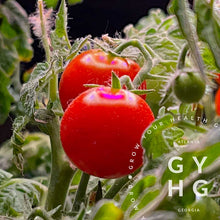 Load image into Gallery viewer, Regina Yellow and Red Combo Micro Dwarf Cherry Tomato Seed Collection (Rare)