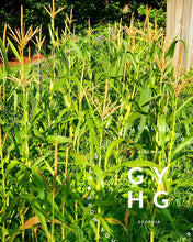 Load image into Gallery viewer, Example of Strawberry Popcorn Heirloom Corn Seeds